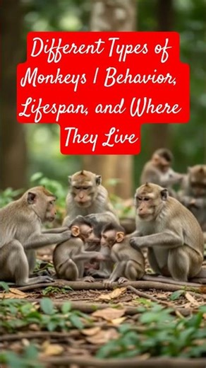 Different Types of Monkeys | Behavior, Lifespan, and Where They Live.#shorts