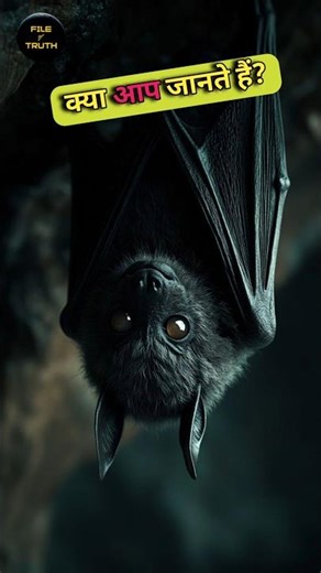 Unbelievable facts about Bats #shorts ‪@fileoftruth‬ #ytshorts
