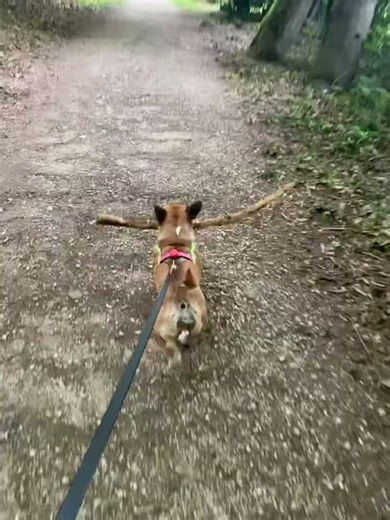 Joker loves the forest and love to take it home 🤣🤣🤣 French Bulldog Corgi mix