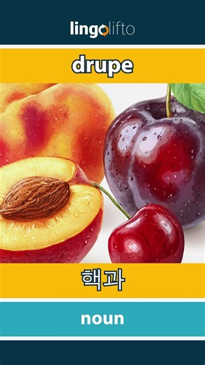 🇬🇧🇰🇷 drupe - 핵과 : learn English : 영어를 배우자 : vocabulary builder