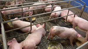 Inside China's animal cloning factory