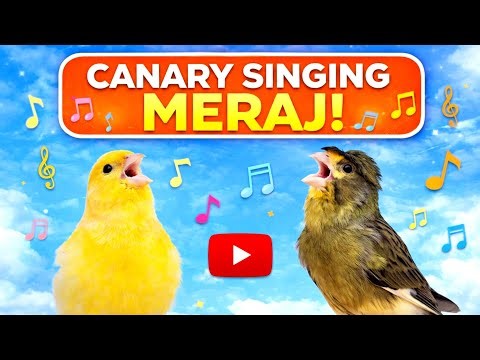 Musik Klasik untuk Burung Kenari | Latihan Kicau Kenari Jantan | Suara Kicauan Kenari 🎶🐦 #5mveiws