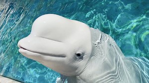20K views · 1K reactions | Did you know beluga whales use their melon to aid in echolocation and communication? Grayson demonstrates just how much they can move their melons. | SeaWorld Orlando | Facebook