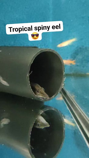 Our tire track eel loves the worms, I think it's fascinating to watch how they eat.. definitely not safe to keep these with small fishes!! #aquascaper #aquariumfish #cheshire #fish #aquascape #manchester #aquarium #runcorn #liverpool #pufferfish #aquariumhobby #tropical #fishing #tropicalfish | Premier aquatics ltd