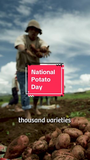 National Potato Day🥔🇵🇪 This superfood was first cultivated more than eight thousand years ago in what is now known as the Puno region of Peru. The richness of the soil, coupled with the climatic conditions in high-altitude destinations, allowed the domestication of this food that today is consumed all over the world, and is essential in the diet of millions of people. Let's celebrate this ingredient and its legacy! #peru #visitperu #nationalpotatoday