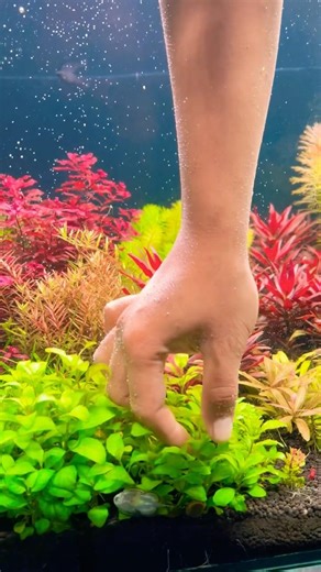 Replanting My Dutch Style Aquascape 🌿 | Planting Session