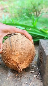 Removing the jumbo coconut from its shell #coconut #satisfying | Handika Amiranto