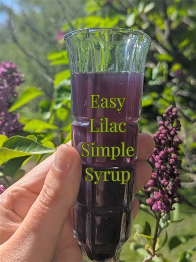 We love lilacs! 🪻And we love easy!! I use this recipe almost every year, and I'm sharing it again! Preserve one of the best flavors of spring with this easy lilac simple syrup, and add it to all your favorite desserts and drinks 💜 . . . #lilac #simplesyrup #foraging #floral #cocktails