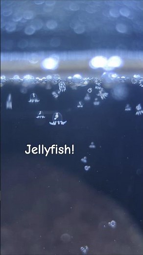 Jellyfish inside my aquarium! #aquarium #fish #jellyfish #seacreatures #indianfishguy