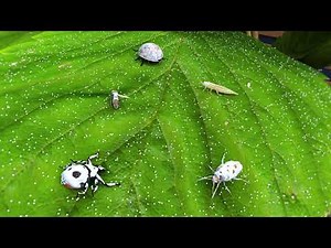 BioCeres®WP – Biological Mycoinsecticide