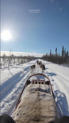 A group of Huskies Pulling the Sled #dogs #husky #snow #sledge #nature