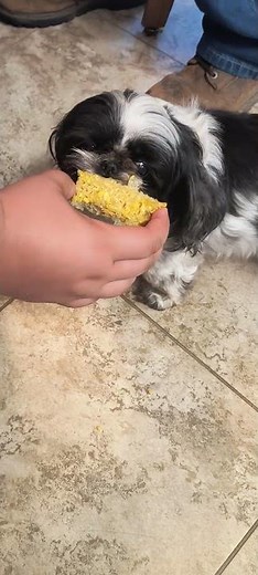 Corn Cob Eating Bear