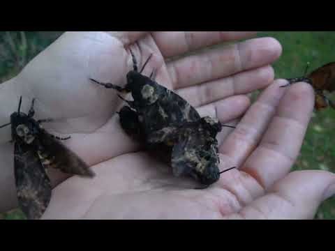 Deathshead Hawkmoths (SQUEAKY SOUND)