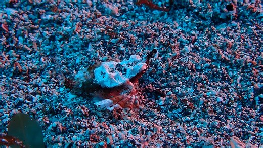 先日のウミテング😁 体のコケが綺麗になくなってました😊 そのせいか元気に動き回ってました🤣🤣 #ダイビングサービスmieuxみう #伊豆海洋公園ダイビングセンター #ウミテング #伊豆 #ダイビング #伊豆ダイビング #伊豆海洋公園 #ダイビングサービスmieuxみう #ライセンス講習 #ファンダイビング #体験ダイビング #川奈 #八幡野 #富戸 #初島 | Tsuyoshi Matsuzaki