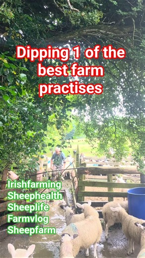 1 important job. #irishfarming #sheep #sheep365 #irish #sheepfarming #ukfarming #sheepfarmer #farm