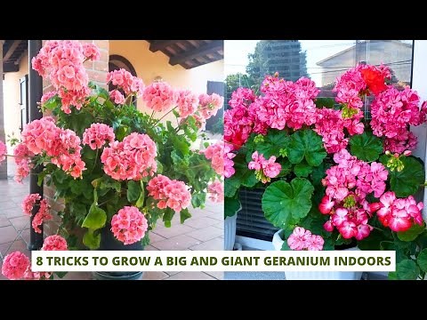 8 Tricks to Grow a Big and Giant Geranium Indoors