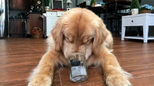 My dog got stuck mid mission