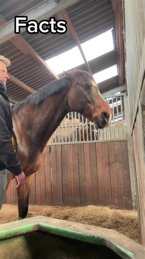 Understanding Horse Behavior in a Stable Setting