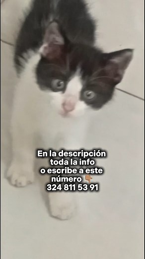 Amigos tenemos muchos bebés en adopción y estos ya están listos para entregar y #urgente por favor pide tu formulario y aplica por Simón o Bobby al 324 811 53 91 o en el link de nuestra biografía en Instagram. Si no puedes adoptar ayúdanos a difundir! 🙏🏻🩷🐾 #Difundir #ayuda #Cali #Adopta Formulario desde facebook en el sgte link 👇🏽 https://forms.gle/etH5HGwkGQkU1w7ZA | Peludos Con Historia Cali