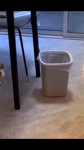 Hilarious Animal Voiceovers That Will Make You Laugh