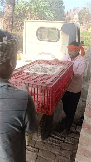 Murga Gaadi Pe Loading Lifting Ho Gaya 🐔🚛 | Desi Work Shorts