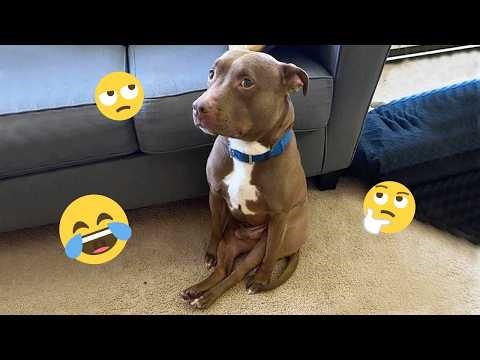 Funny Dogs Compilation – Best Dog Videos 2025 🐕🤣 #96