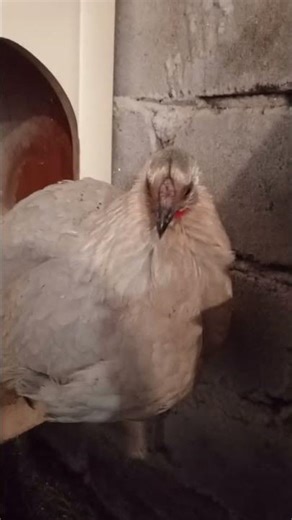 карликовая курочка на страже гнёзд