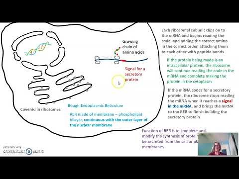 Synthesis of a secretory protein
