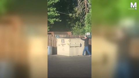 Man completely oblivious as huge bear pops head out of dumpster