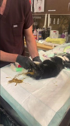 Thats a lot of poop! 💩👀 Feline Megacolon is no joke