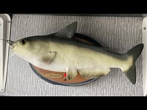 COOL CATfish Singing Fish (Gemmy) Demo