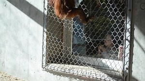 Phoenix Zoo gets in on the #CuteAnimalTweetoff