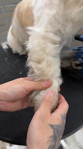 Ofcourse we recommend to brush your dog regularly to avoid matts. But even matts are no problem for the ADB Petite. Start below the matted area, brush over it making small layers and the matts will be gone. #dog #shihtzu #goldendoodle #doodle #labradoodle | Auto Dog Brush