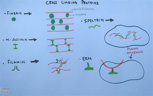 几种微丝结合蛋白介绍（actin binding protein）