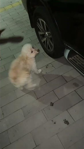 SLINK ENCONTROU SEU PAI