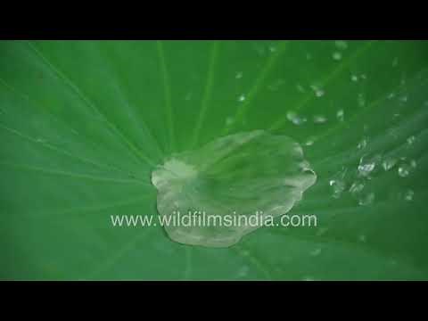 Lotus effect: Rain drops fall on Lotus leaves, in slow motion: Lotus has superhydrophobic surface