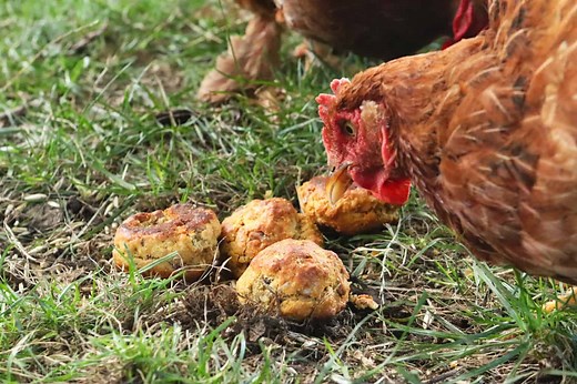 50 Healthy Homemade Treats for Your Chickens