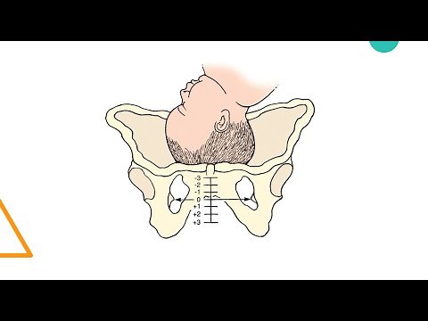 Obstetrics, Labor and Delivery for EMS