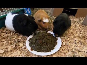 "Cake" for guinea pigs