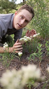 How to sustainably forage the roots of native perennials. Digging up the roots of native wild plants is something I do very infrequently. We have a lot of amazing plants with edible roots, but often they're in small numbers and lack robust populations. That wasn't the case for this colony of textile onion, Allium textile. Around me were thousands of plants, and many of them in dense clusters would benefit from being thinned. To harvest the roots of native perennials: ✅ Look for large healthy pop