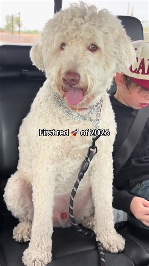 My bad… #dogsoftiktok #dog #funny #pets