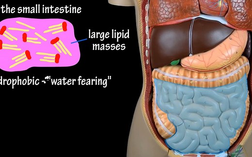 直观感受脂肪的消化吸收