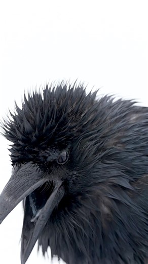 A Raven doing raven things and making raven sounds #raven #birds #wildlife #sonyalpha #nature