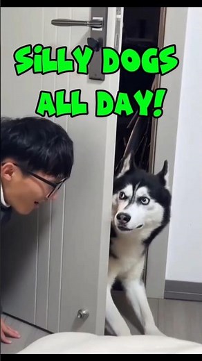 Silly Dogs All Day – Funniest Dog Compilation Ever! 🐶🤣