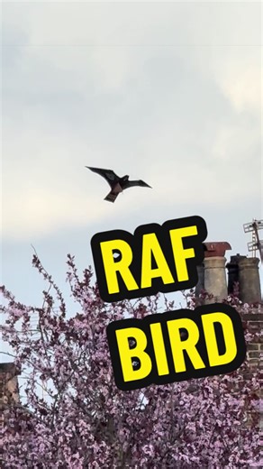 Is it a bird? Is it a plane? Is it the RAF? ##meme##memes##comedian##edit##bird