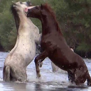 The horse fighting - The battle between the two horses Cr : Wild Animals | Wild Animals