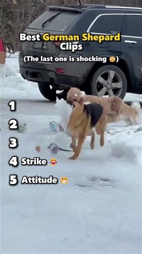 These dogs are so funny 😂 #germanshepherd #shorts #trending