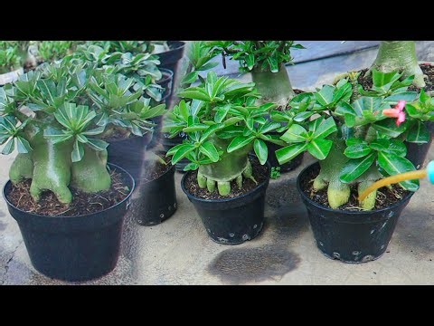Fertilizer Dosage & Interval for Adenium | Arabicum | Thaisoco | Adenium Bonsai Plants