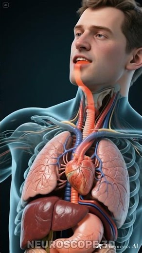 What Happens When You Eat Shrimp? | 3D Body Reaction Animation