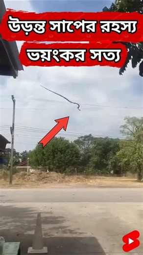 উড়ন্ত সাপের রহস্য | Flying Snake কি সত্যিই আকাশে উড়তে পারে | Real Science Explained #shorts